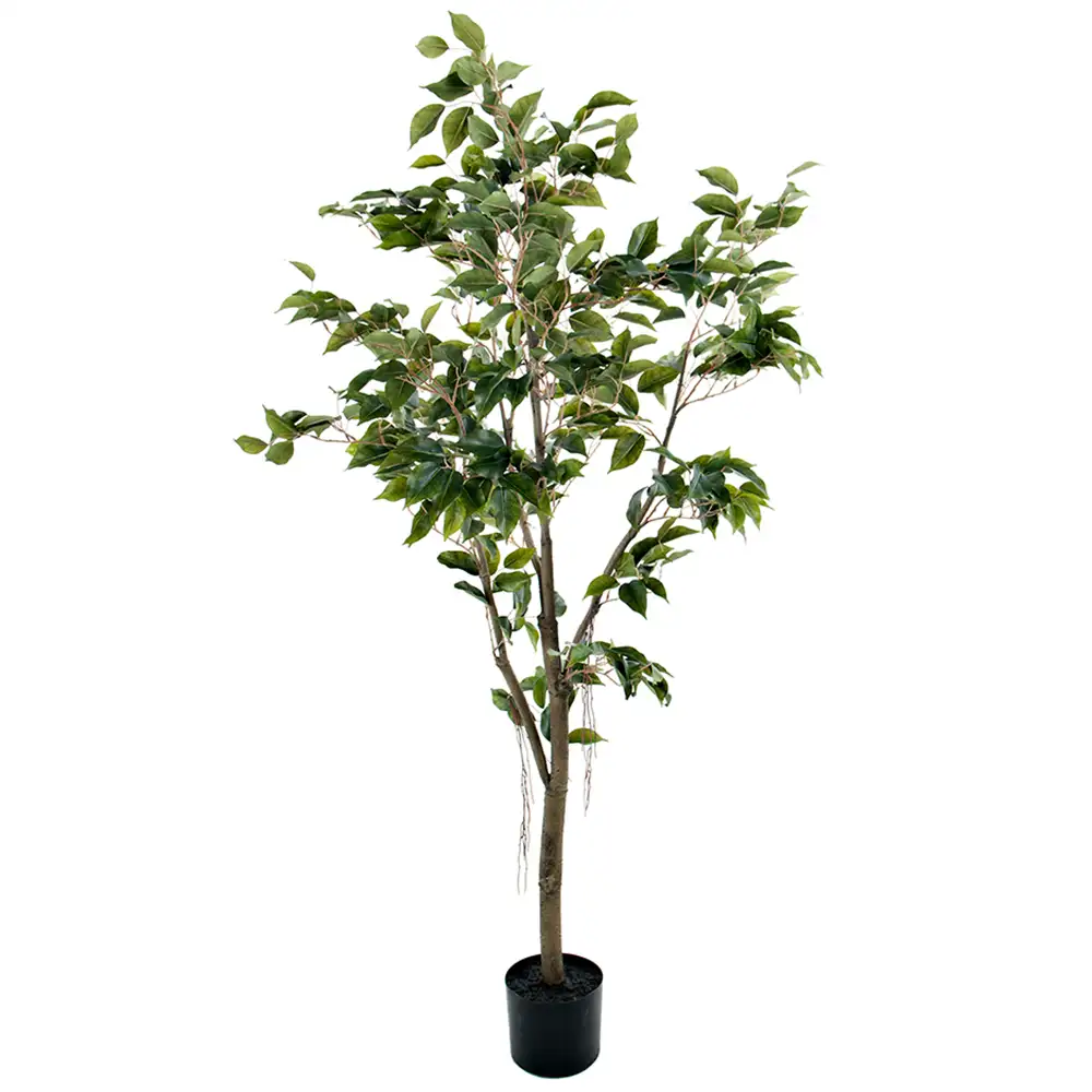 Mr Plant, Benjaminfigen 150 cm