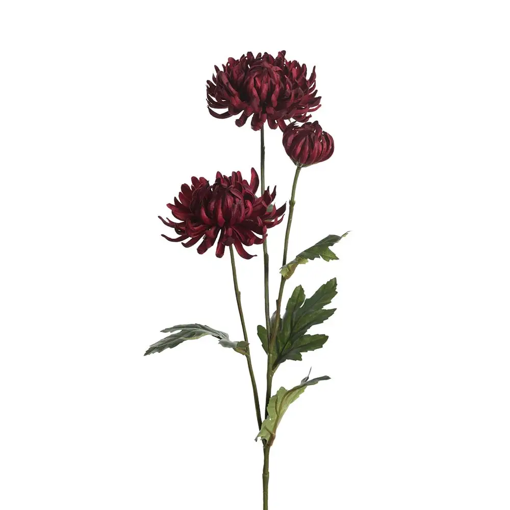 Mr Plant, Krysantemum snitblomst 60 cm rød