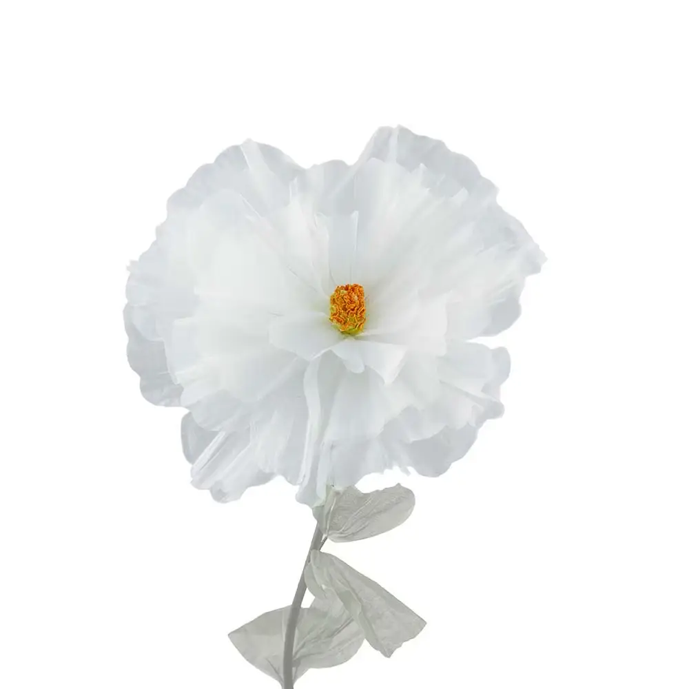 Mr Plant, Blomst Daisy White