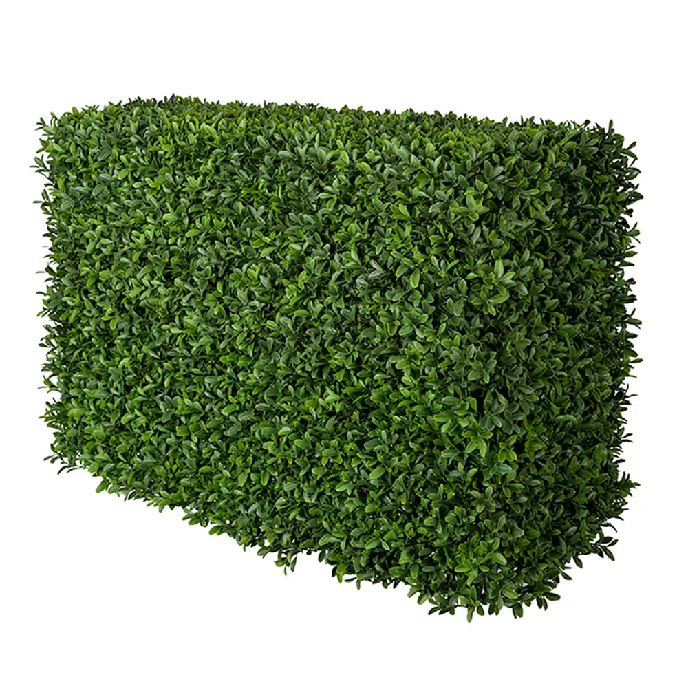 Mr Plant, Buxbom Busk 50 cm