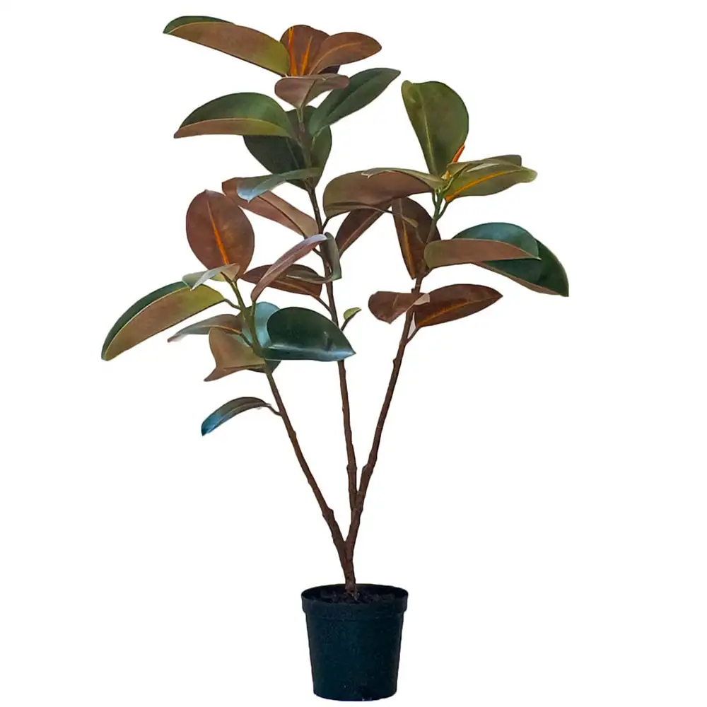 Mr Plant, Figen Elastica 210 cm