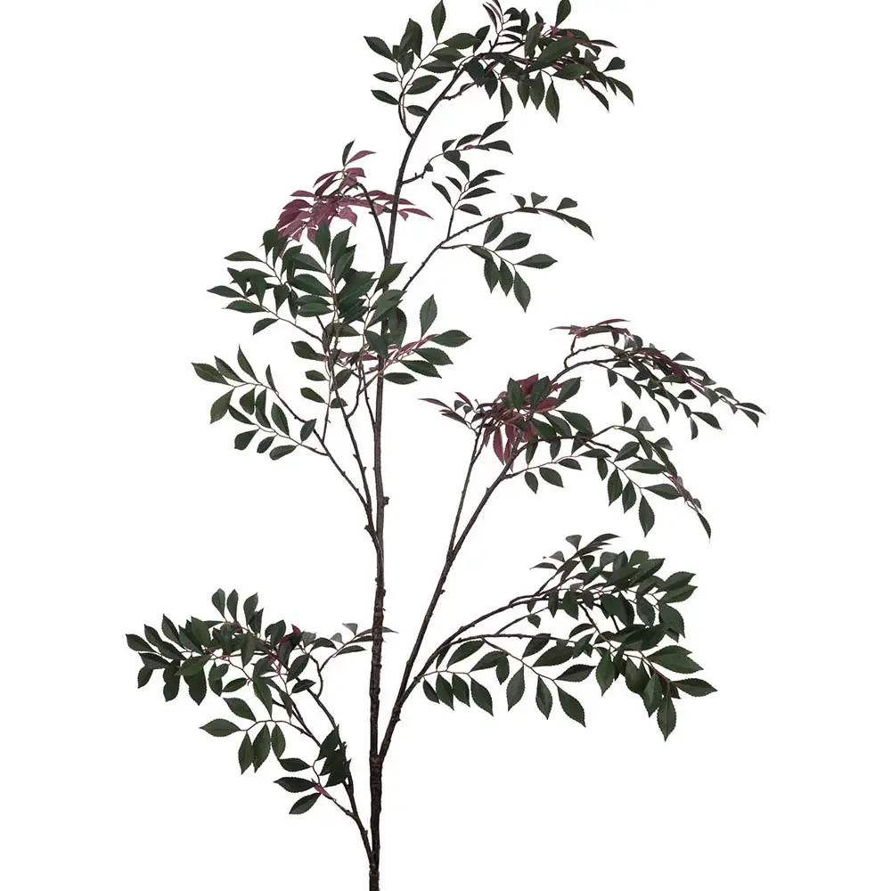 Mr Plant, Japansk rønekvist 230 cm