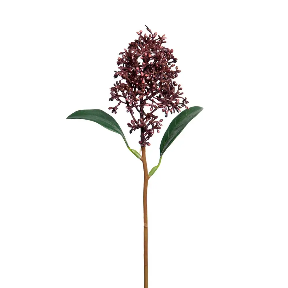 Mr Plant, Skimmia 30 cm snitblomst