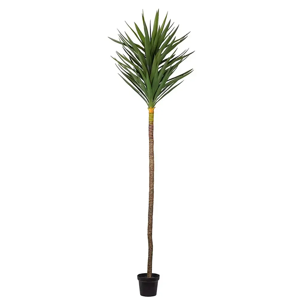 Mr Plant, Yucca Træ 250 cm