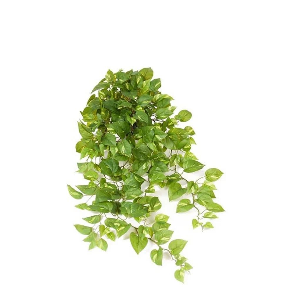 Mr Plant, Guldranke Grøn