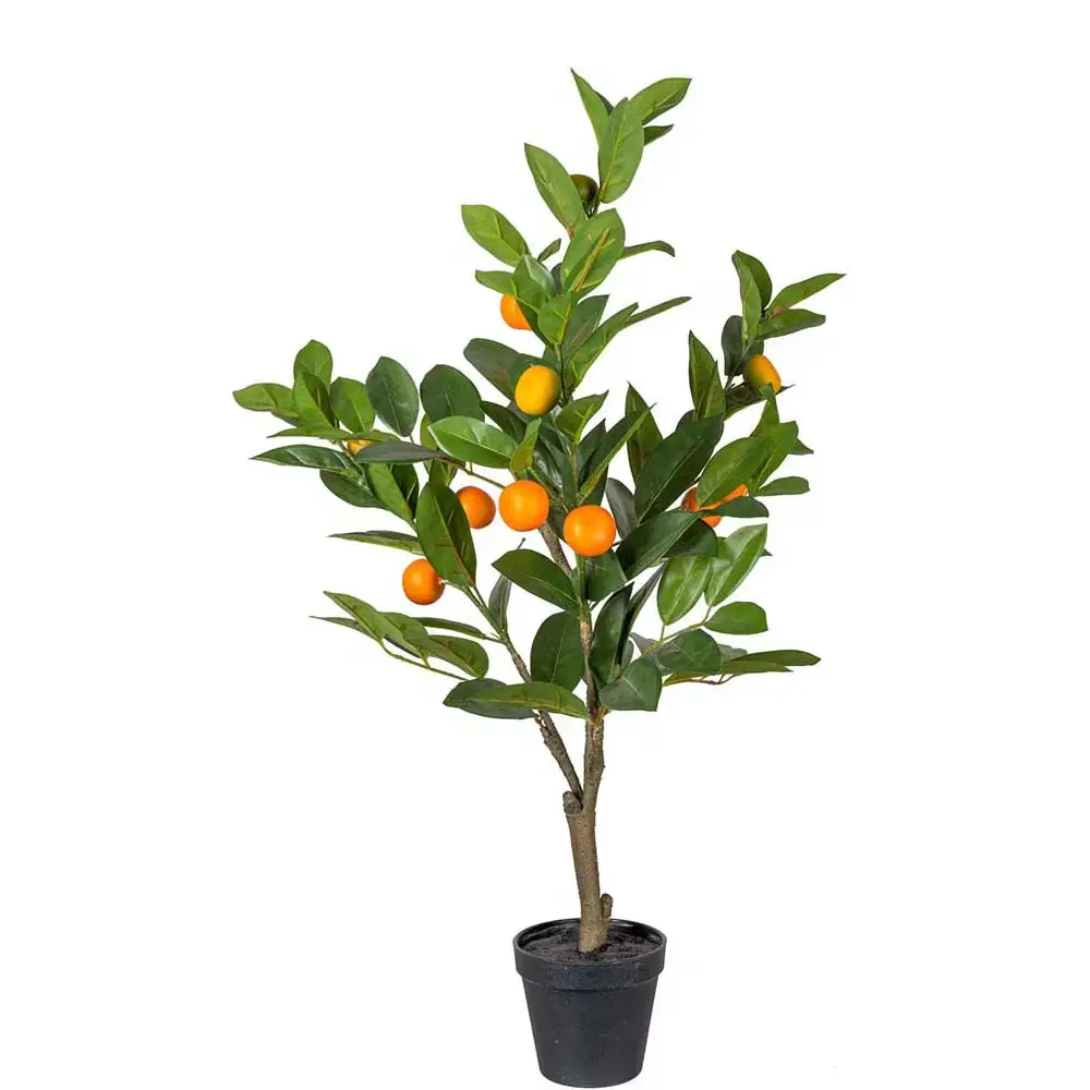 Mr Plant, Citrustræ Grøn 70 cm
