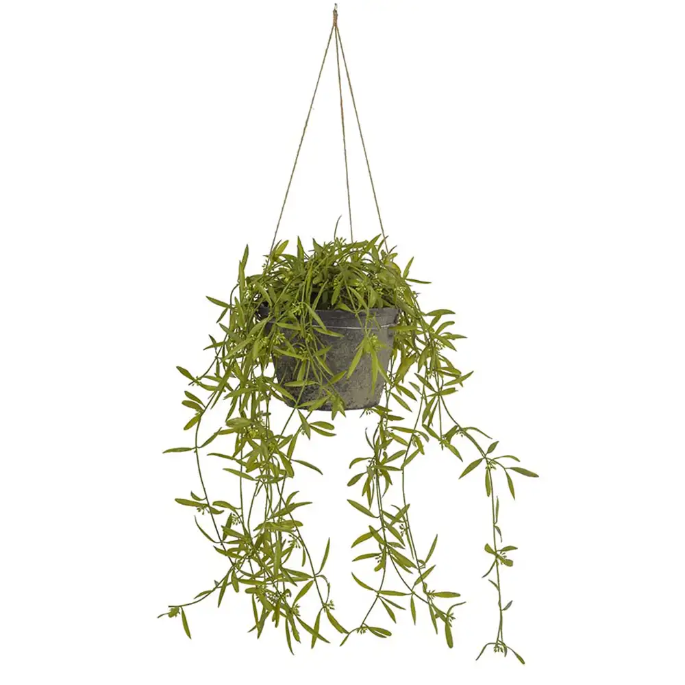 Mr Plant, Hoya Hængeplante 25 cm