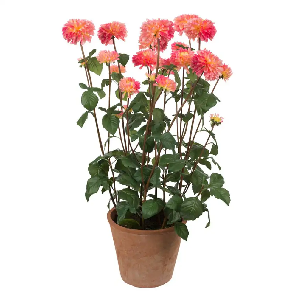 Mr Plant, Dahlia Potteplante 100 cm Lyserød