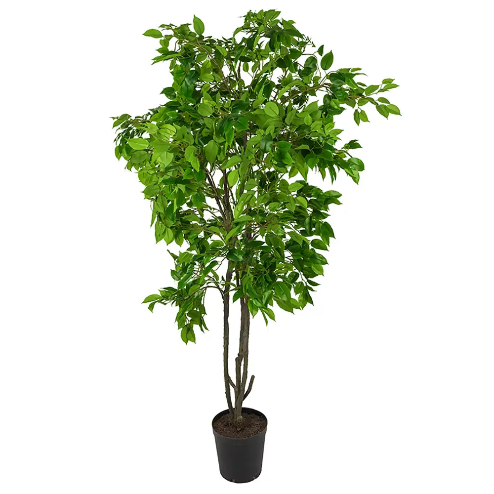 Mr Plant, Benjaminfiken 210 cm