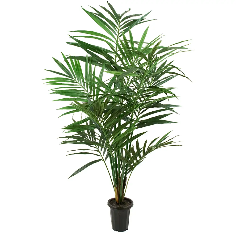 Mr Plant, Kentiapalme 180 cm