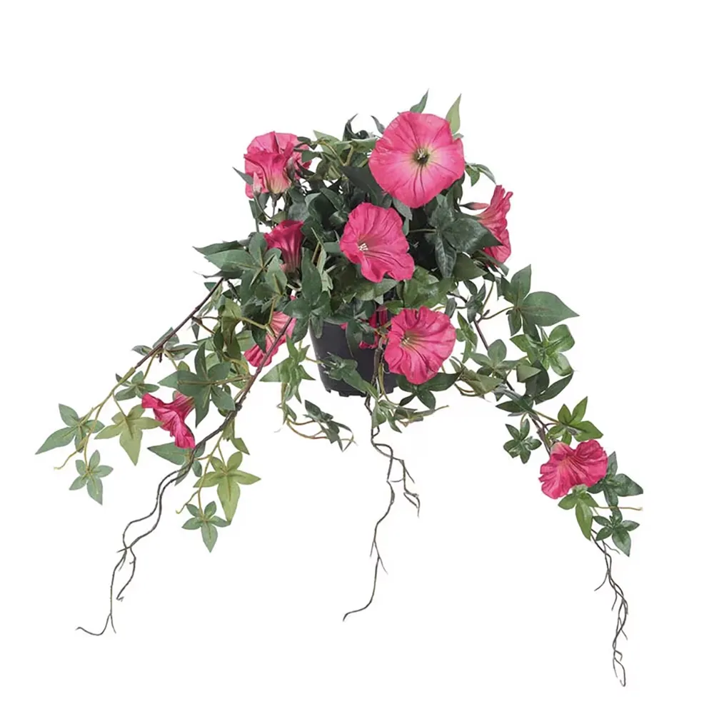 Mr Plant, Morning Glory Rosa