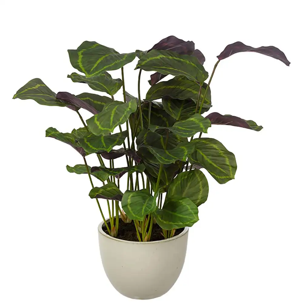Mr Plant, Calathea Potteplante 80 cm