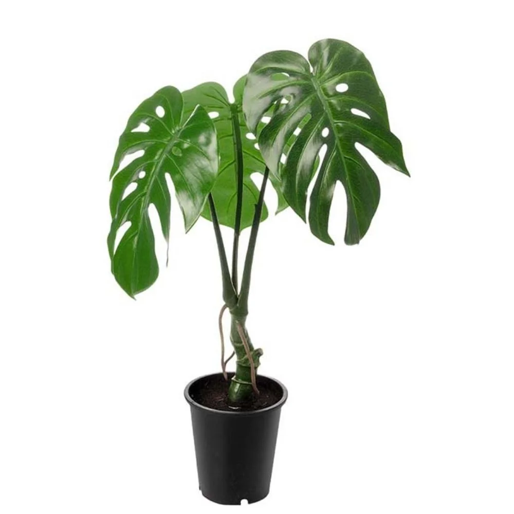 Mr Plant, Monstera Grønn 60 cm