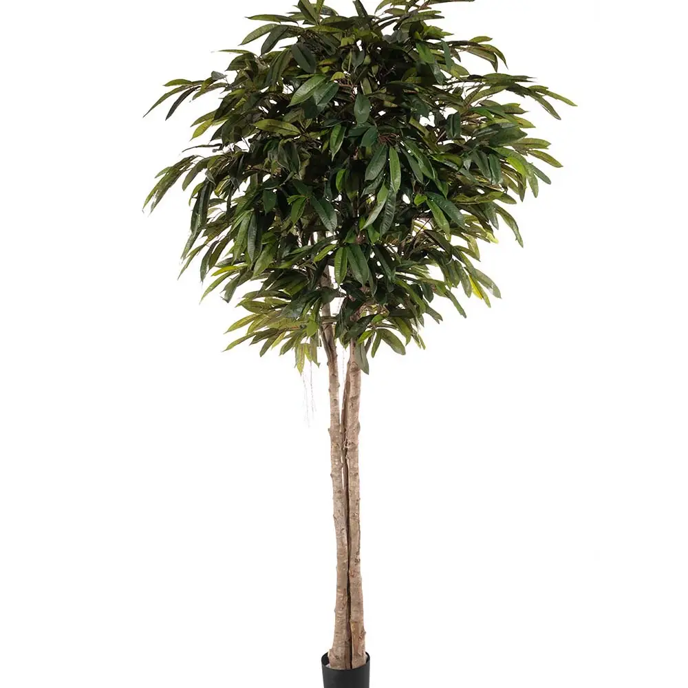 Mr Plant, Longifolia tre 260 cm