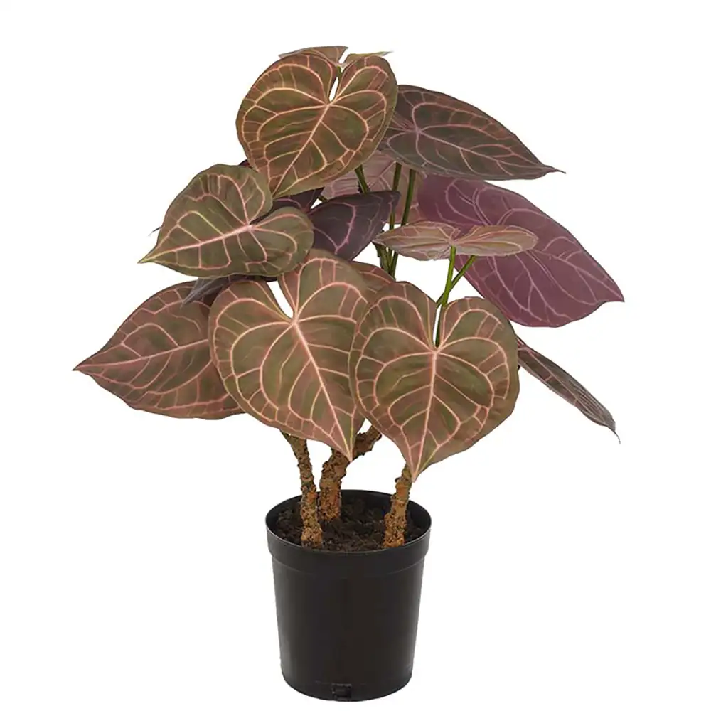 Mr Plant, Anthurium Potteplante 60 cm