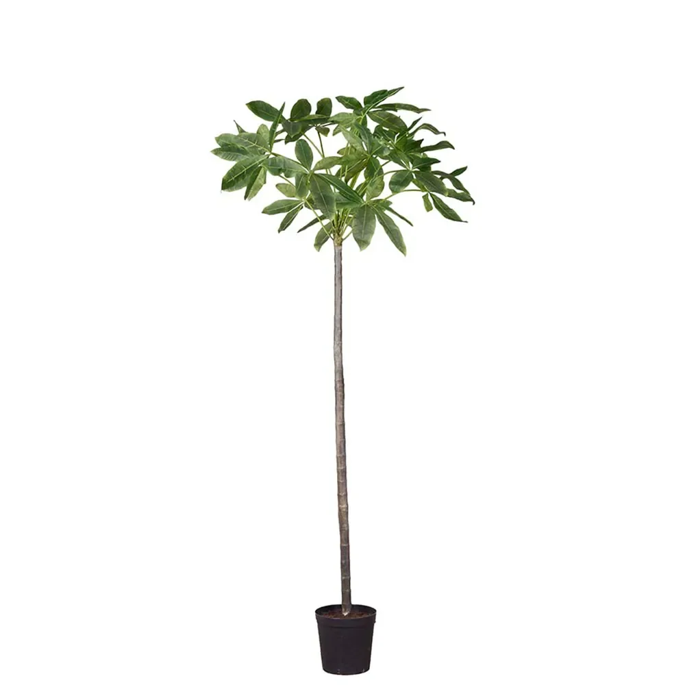 Mr Plant, Pachira tre i potte 240 cm