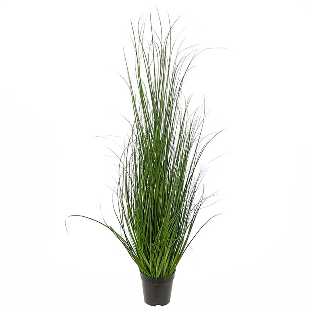 Mr Plant, Gress 110 cm