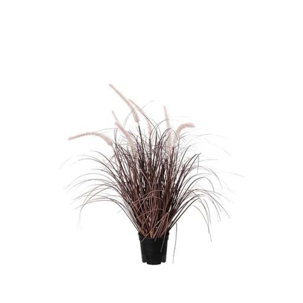 Mr Plant, Gress Burgundy 60 cm