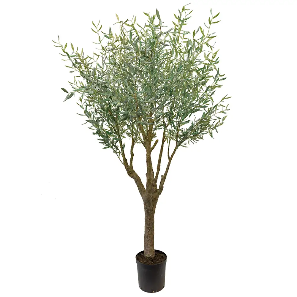 Mr Plant, Oliventre 240 cm