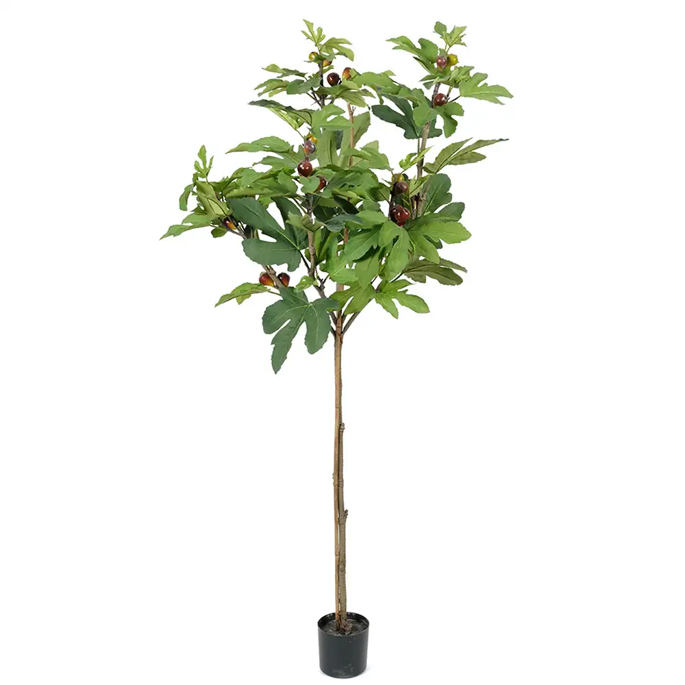 Mr Plant, Fikentrær 150 cm