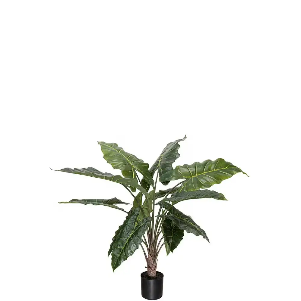 Mr Plant, Alocasia potteplante 90 cm