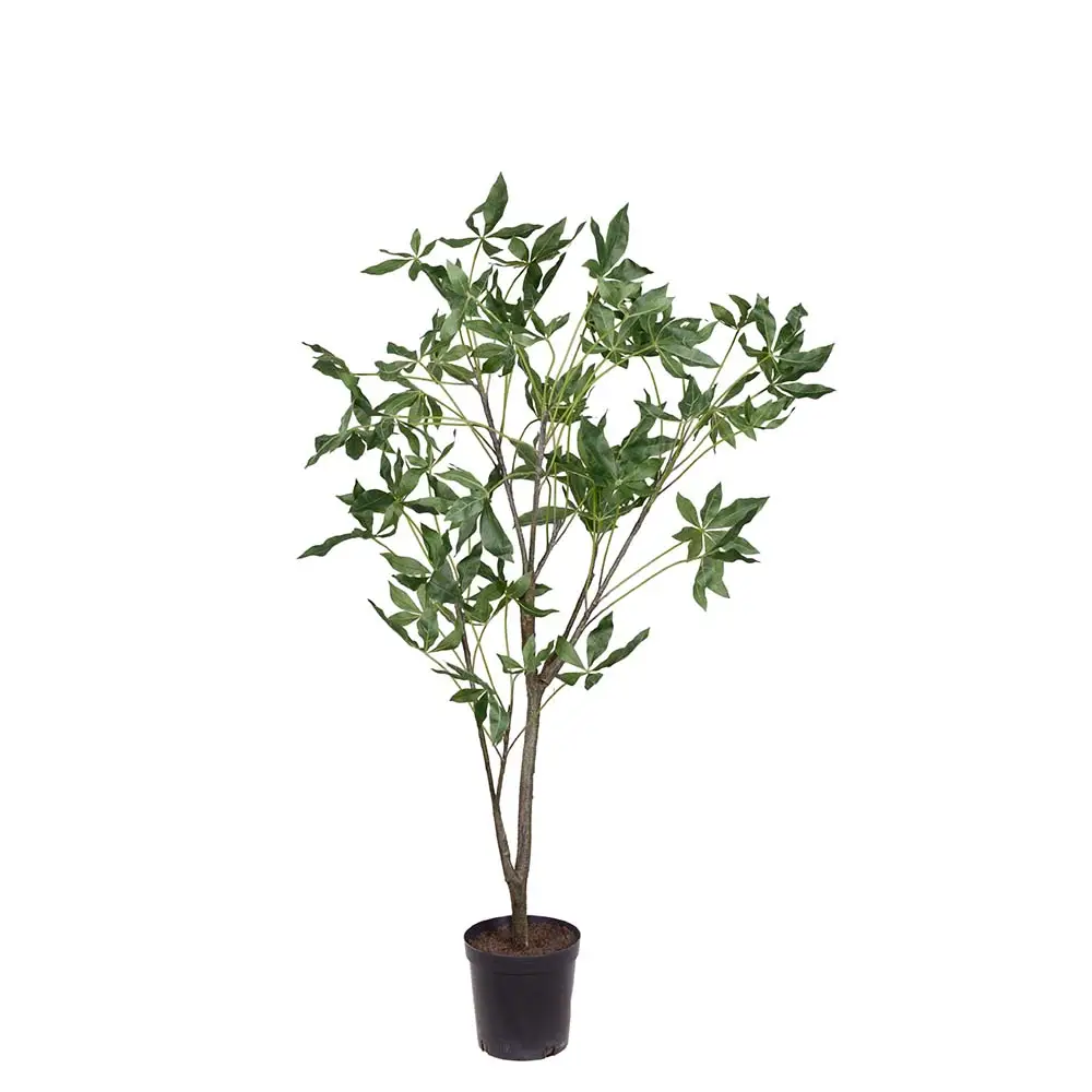 Mr Plant, Pachira tre i potte 140 cm