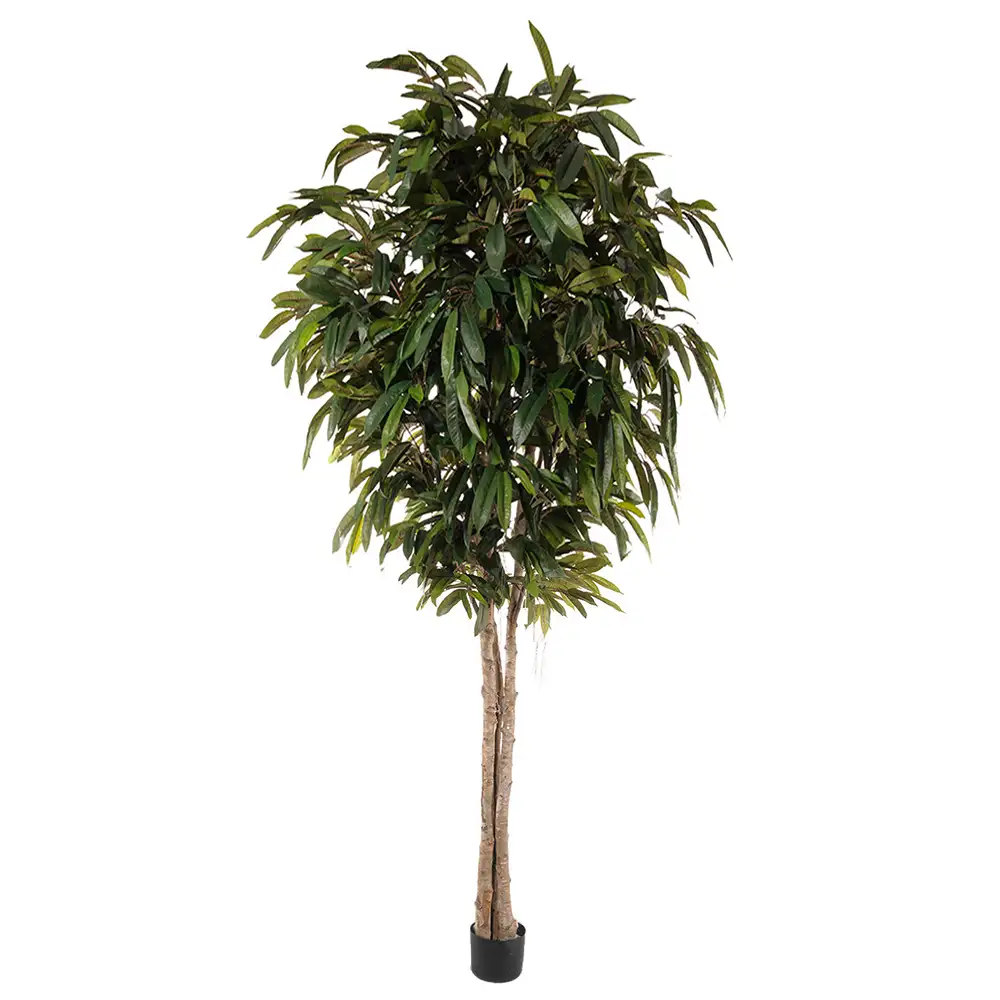 Mr Plant, Longifolia Tre 320 cm