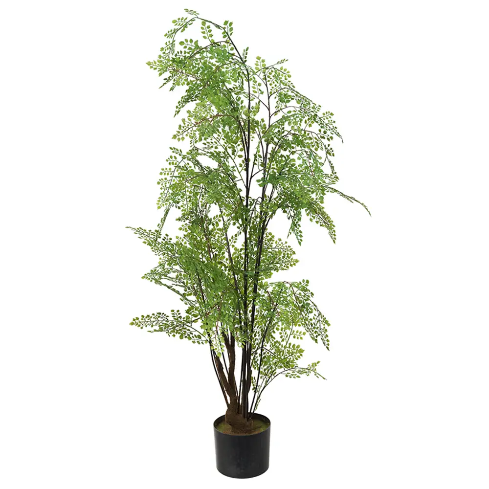 Mr Plant, Adiantum Tre 100 cm