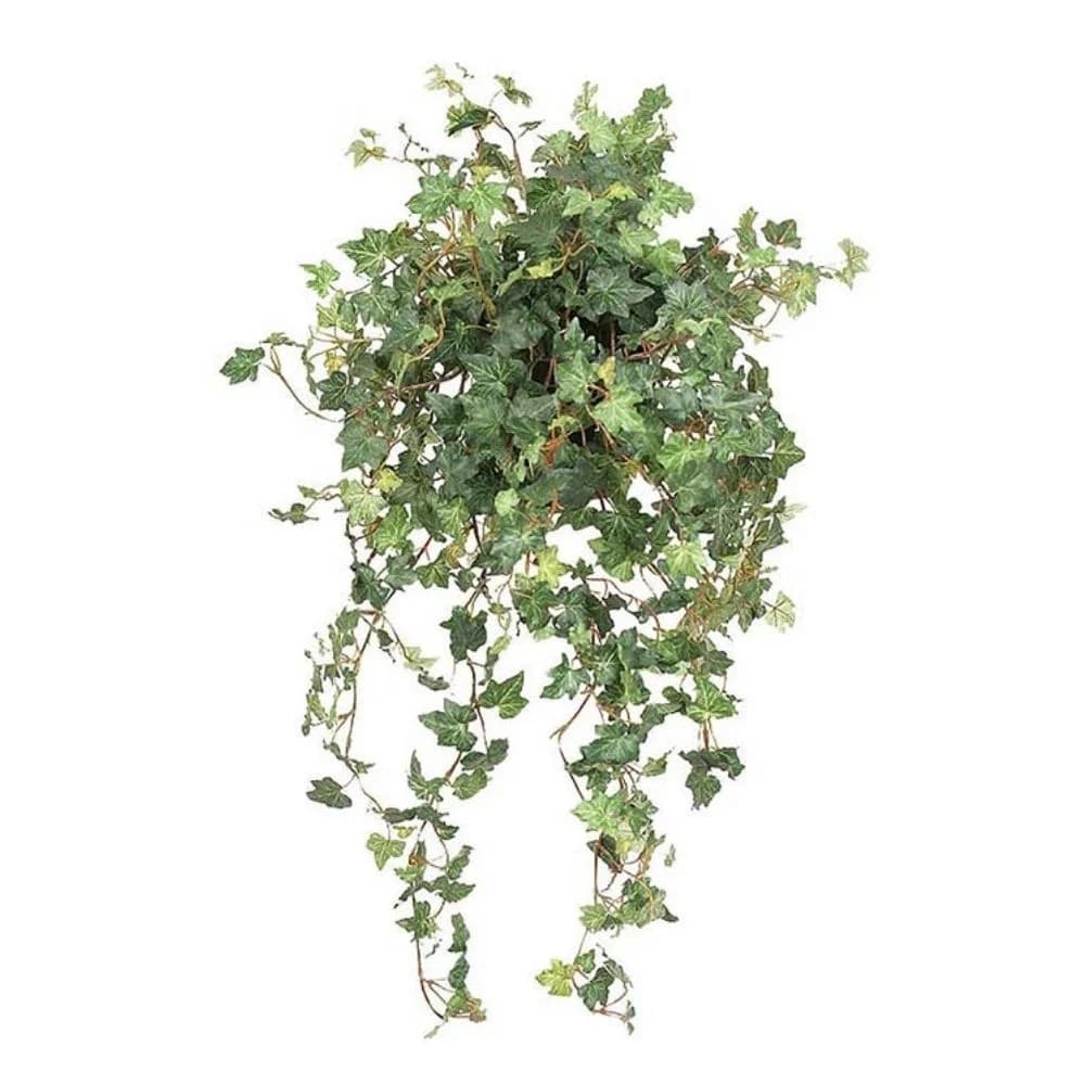 Mr Plant, Eføy Grønn