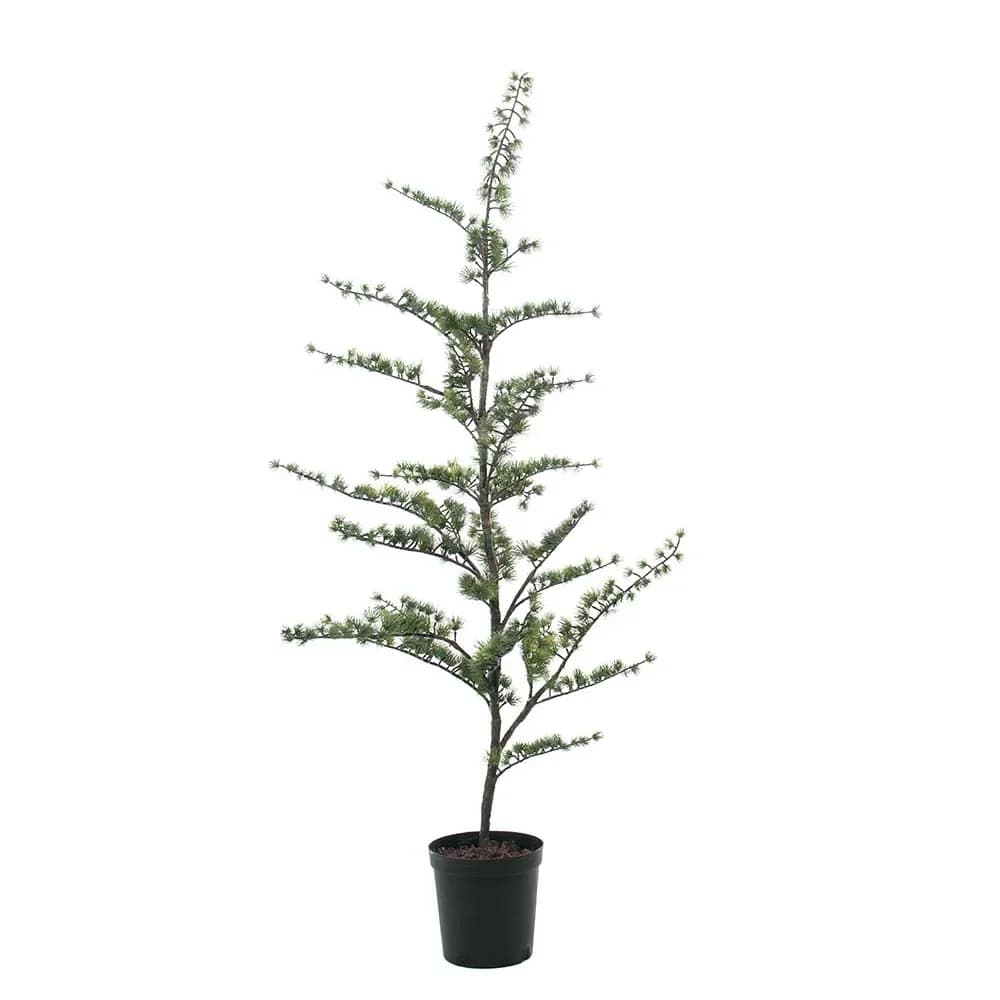 Mr Plant, Sedertre i potte 180 cm
