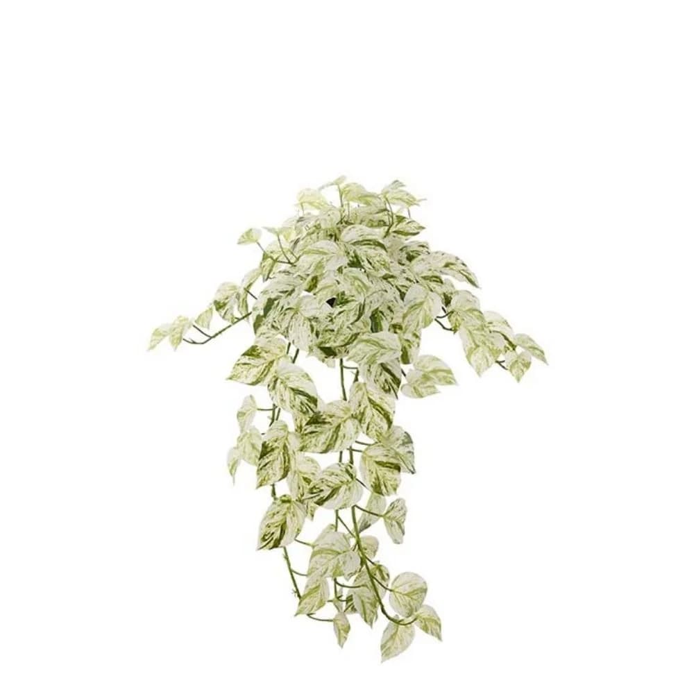 Mr Plant, Gullranke 28 cm