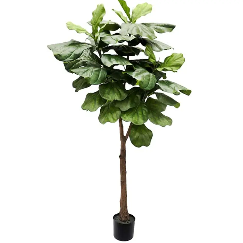 Mr Plant, Fiolfikus gryte 180 cm