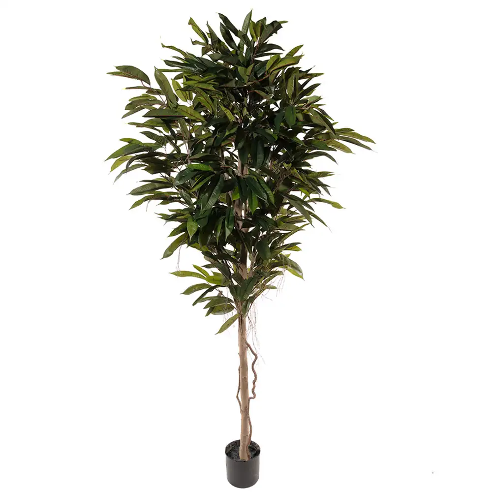 Mr Plant, Longifolia Tre 200 cm