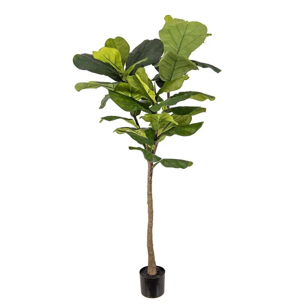 Mr Plant, Fele ficus 150 cm