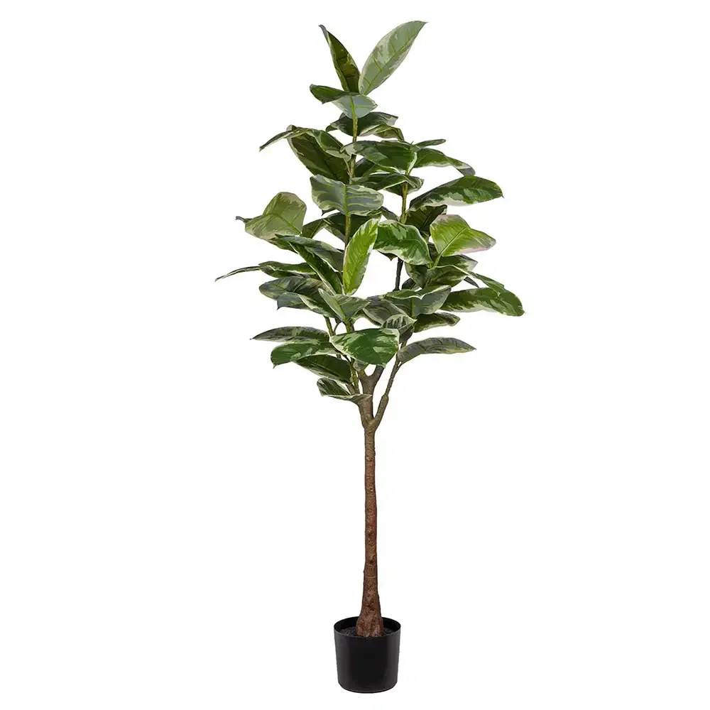 Mr Plant, Fiken Elastica 190 cm