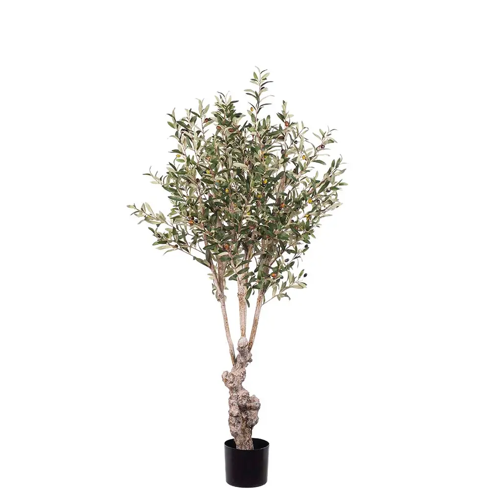 Mr Plant, Oliventre 150 cm