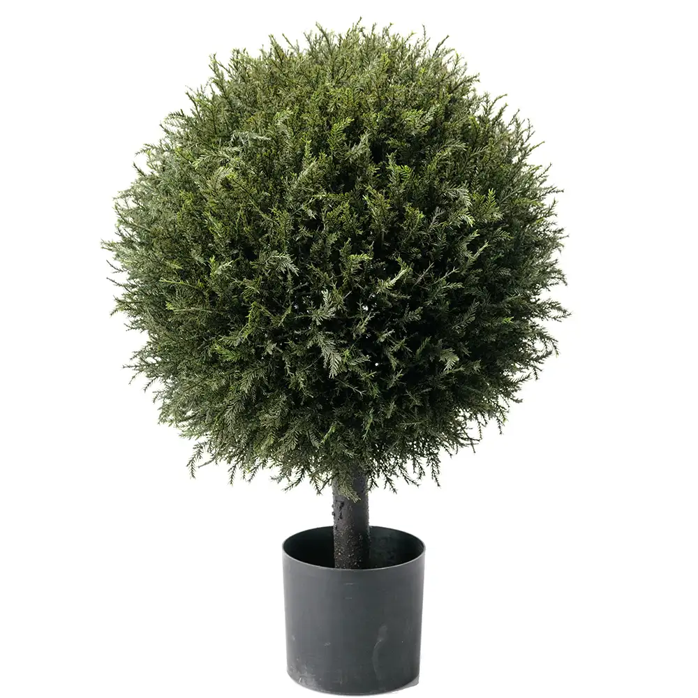Mr Plant, Gran Tre 70 cm