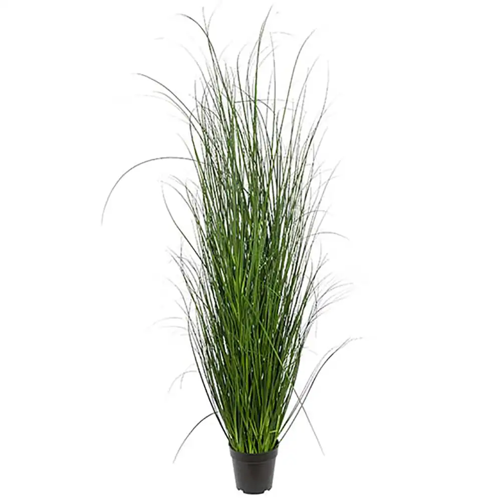 Mr Plant, Gress 140 cm