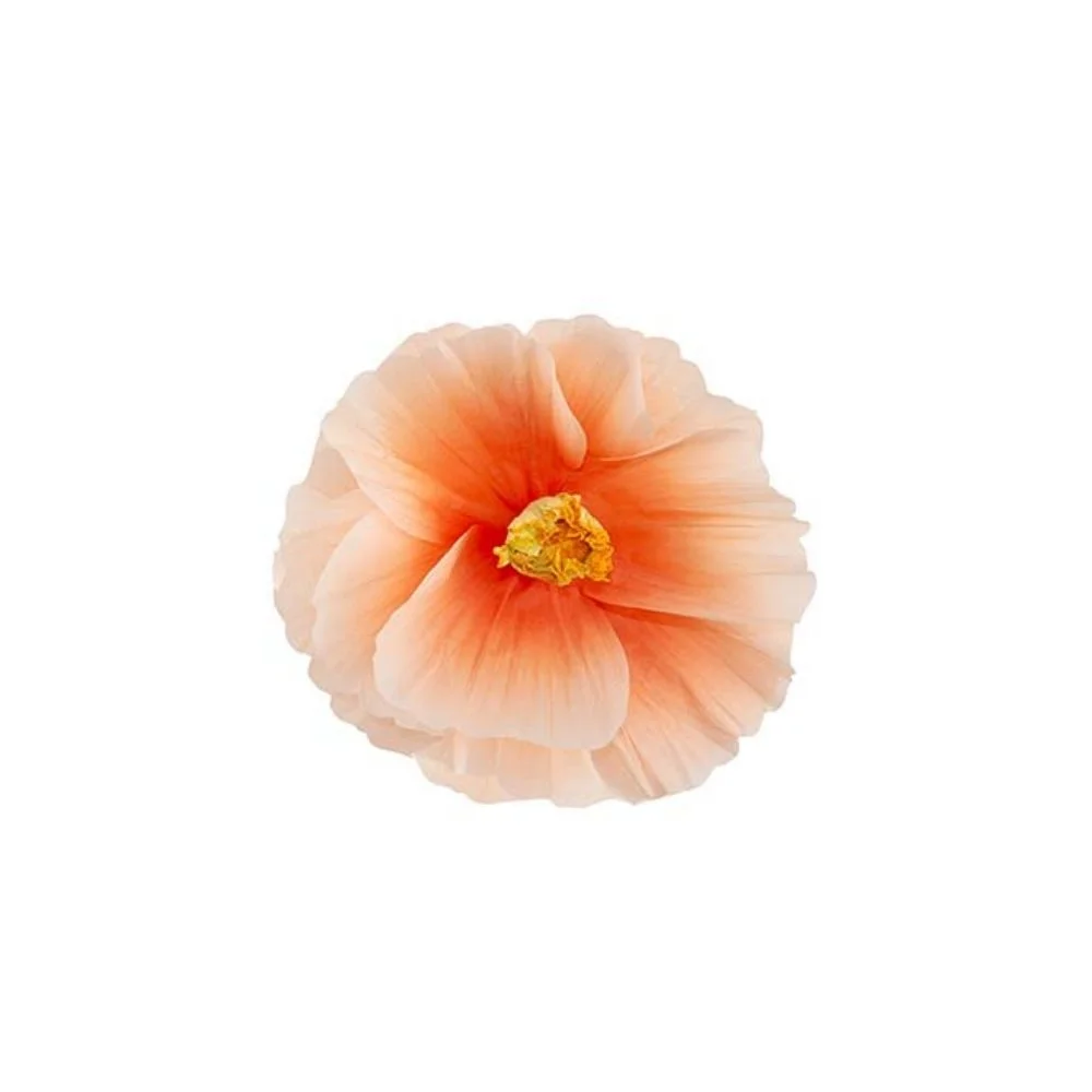 Mr Plant, Blomst Signe vegg Peach