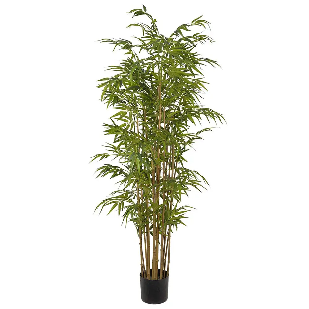 Mr Plant, Bambus 180 cm