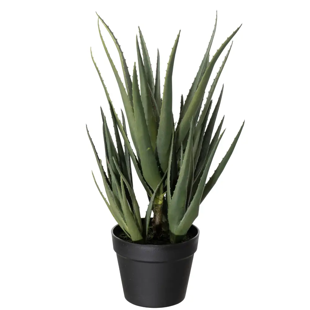 Mr Plant, Aloe-kaktus 58 cm