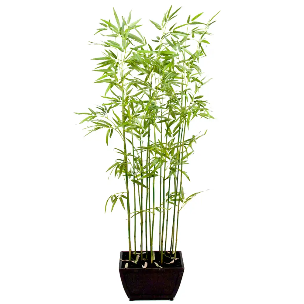 Mr Plant, Bambus 160 cm
