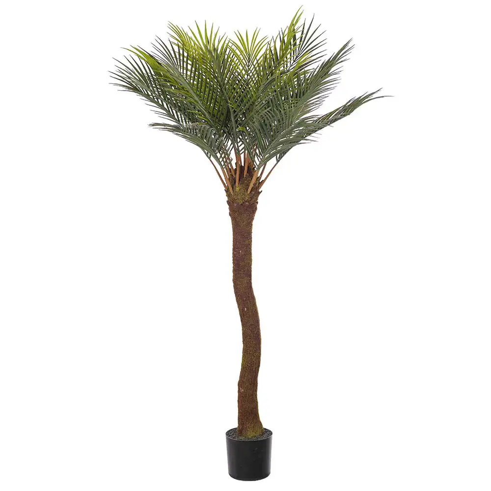 Mr Plant, Cycas Palme 120 cm