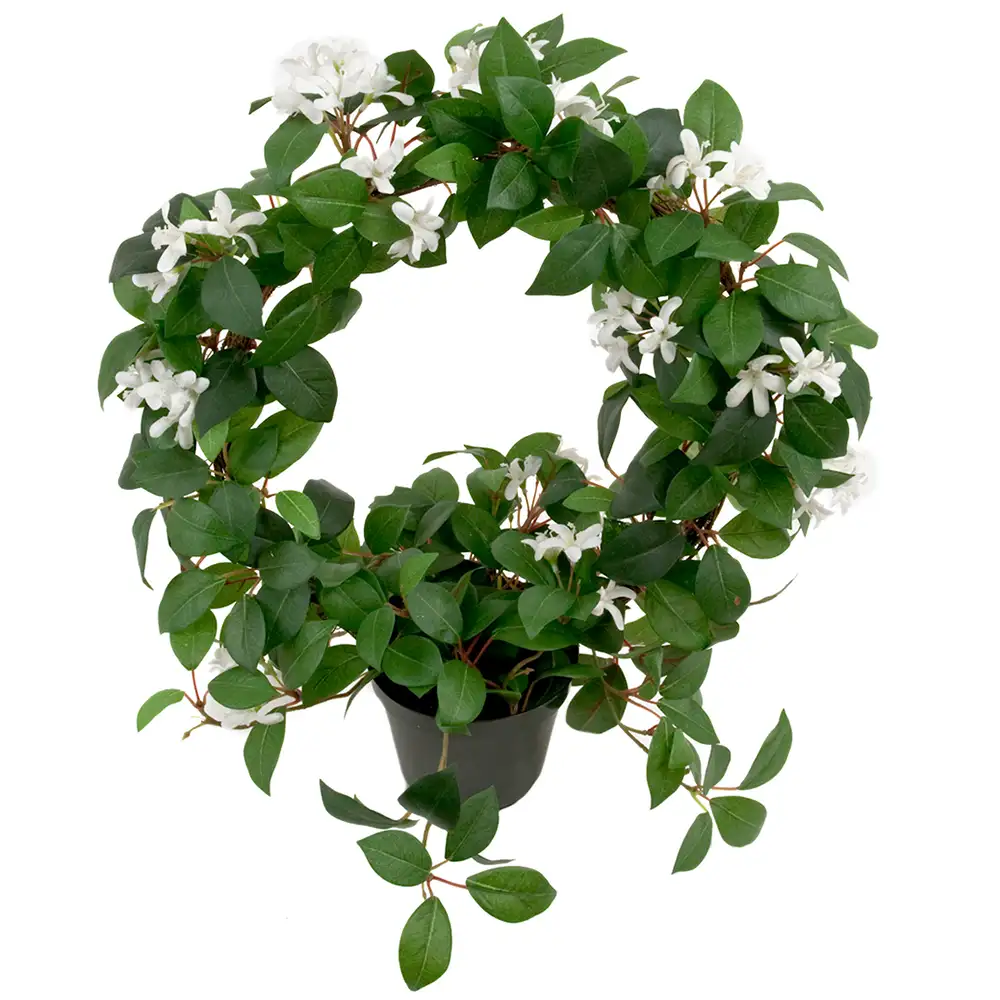 Mr Plant, Jasmin Potteplante 45 cm Hvit