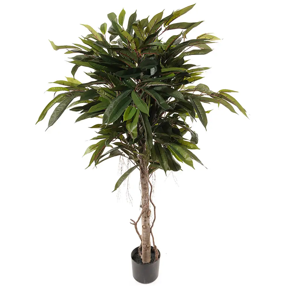 Mr Plant, Longifolia Tre 150 cm