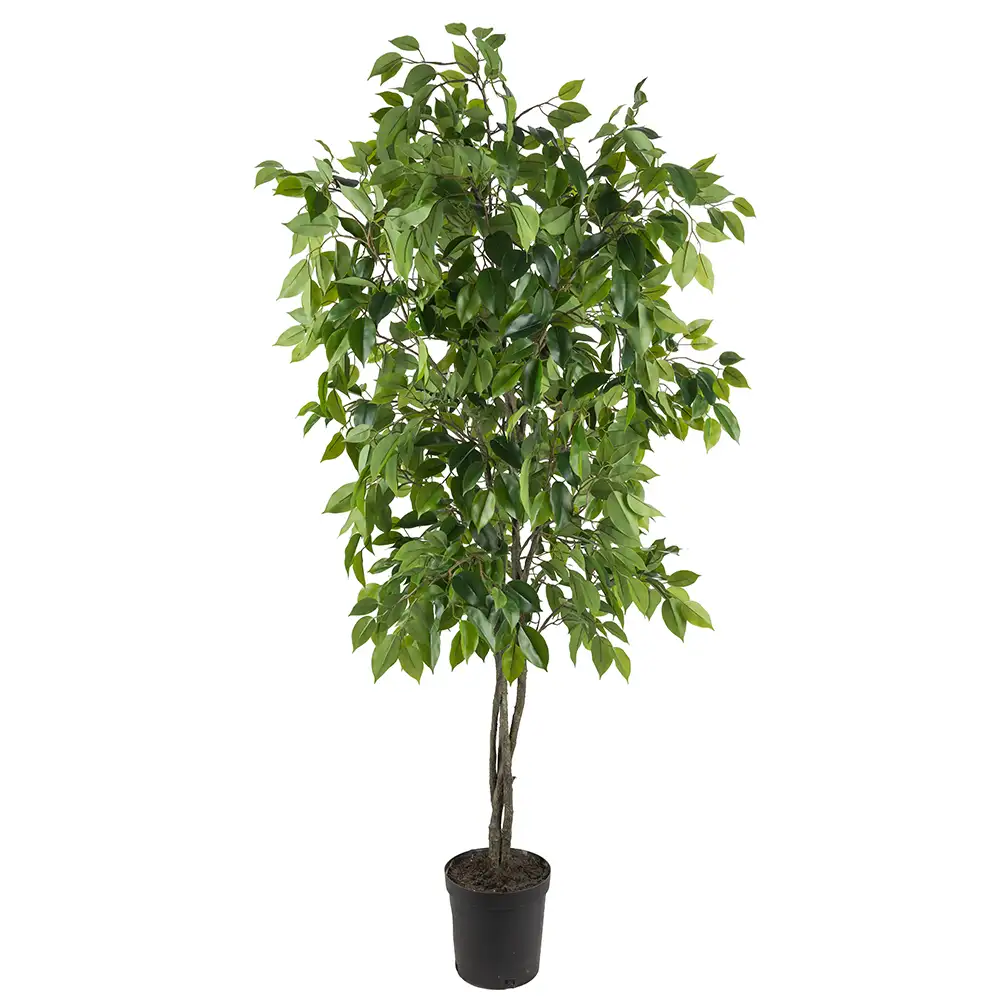 Mr Plant, Benjaminfiken 165 cm