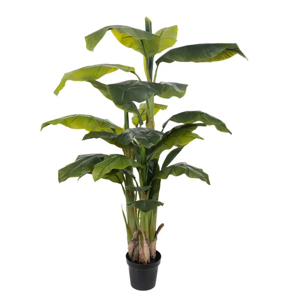 Mr Plant, Banan Tre 150 cm