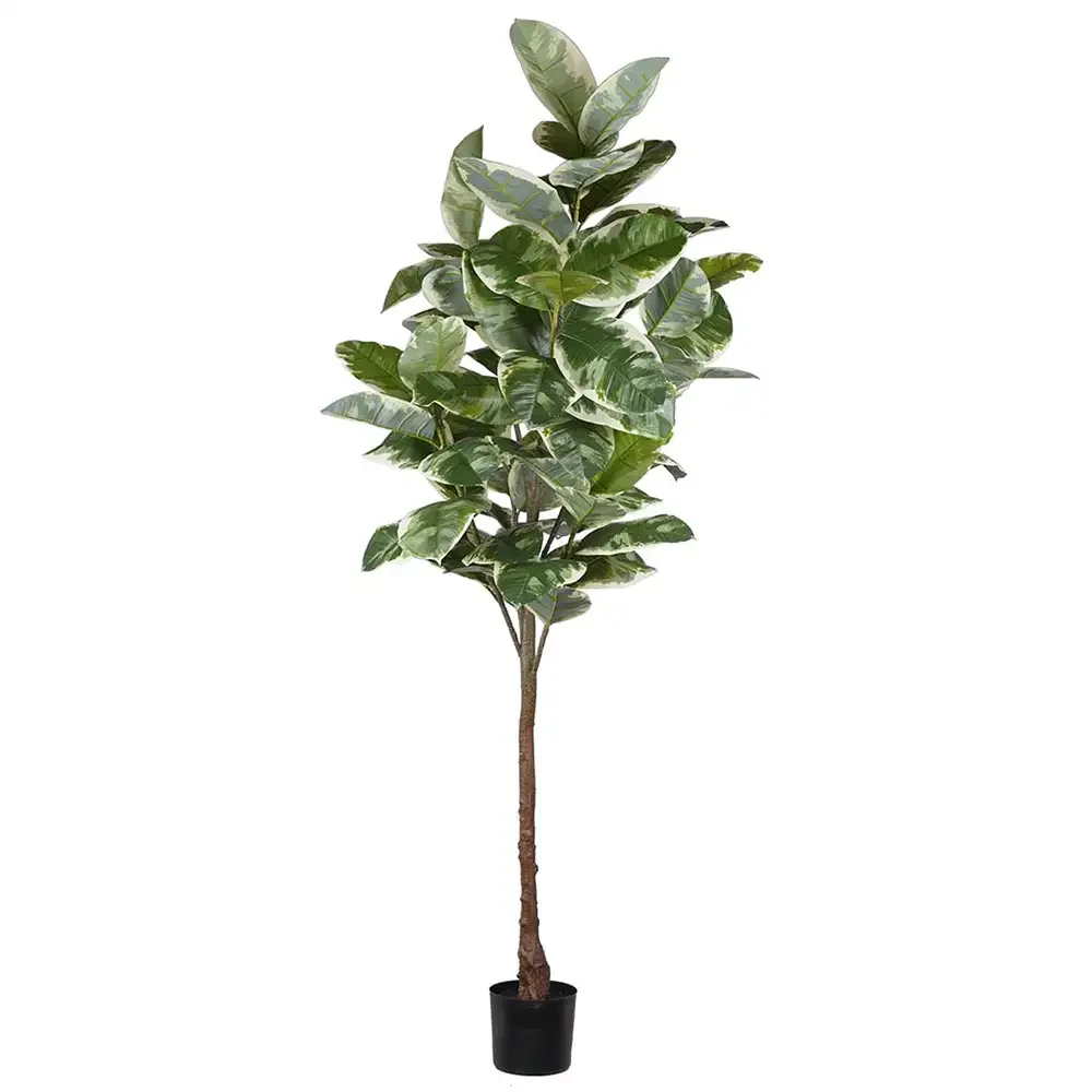 Mr Plant, Fiken Elastica 220 cm