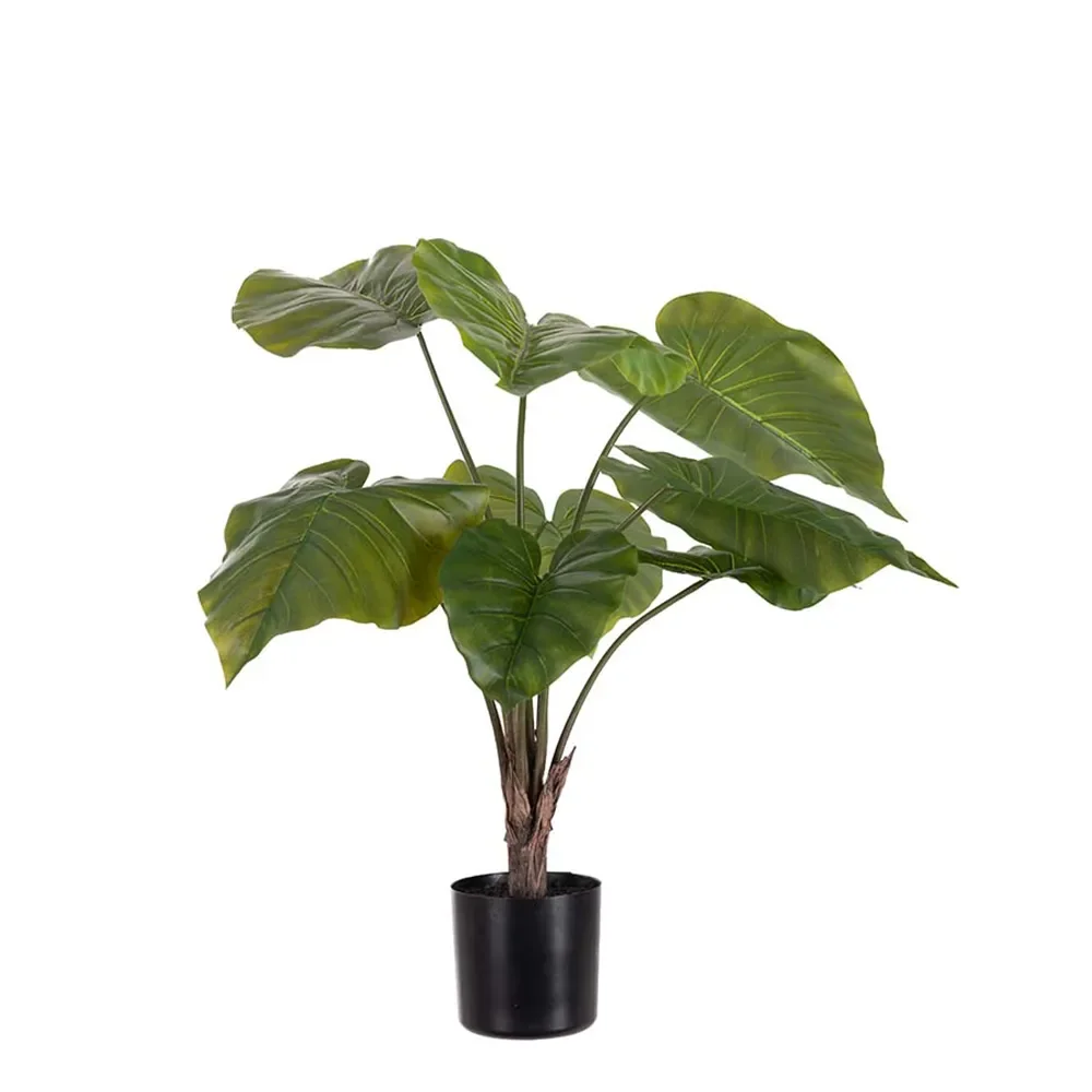 Mr Plant, Alocasia i potte 60 cm