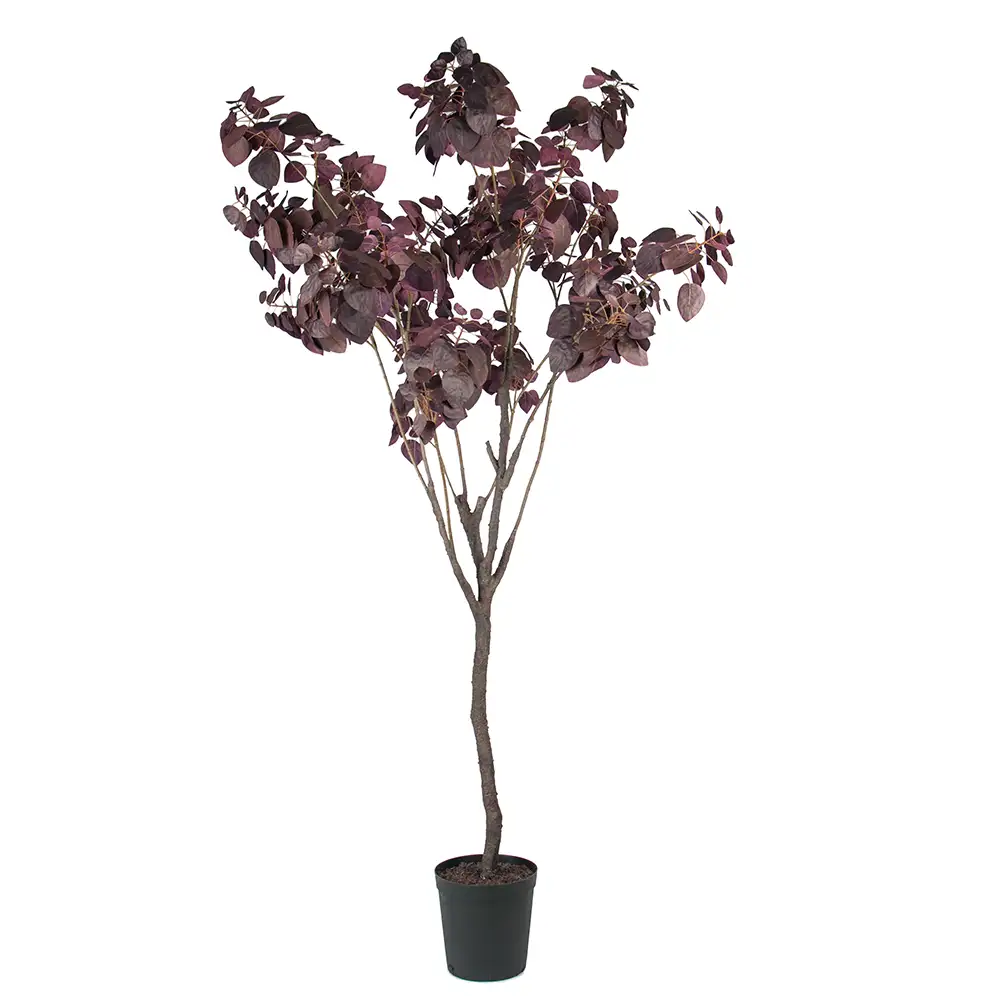Mr Plant, Cotinus Tre 200 cm